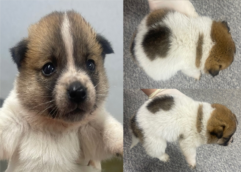 서산시 동물보호센터_444453202400475